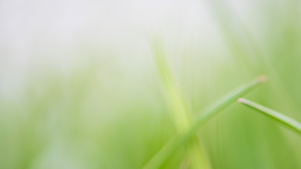 Abstract blurry background of green environment. Concept - clean environment