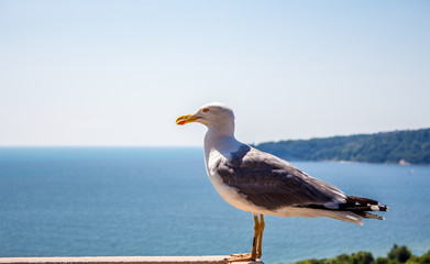 Fototapeta na wymiar A seagull on the balcony