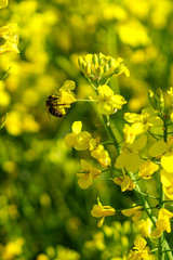Obraz premium Rapsfeld im Frühling