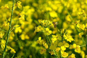 Rapsfeld im Frühling