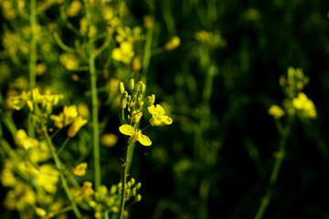 Rapsfeld im Frühling