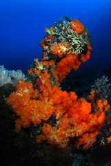 Fototapeta na wymiar Coral and fish. Komodo island, Indonesia.