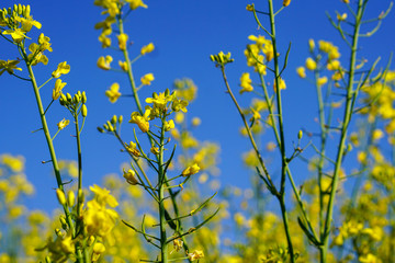 Rapsfeld im Frühling