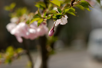 Sakura