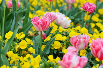 カラフルで可愛いチューリップが咲く公園