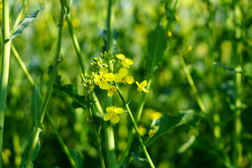 Rapsfeld im Frühling