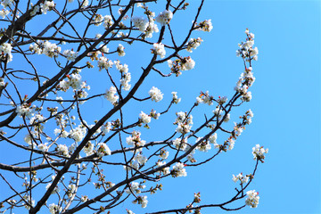 Sakura blooming on a blue background Spring, flowering and nature concept. Beautiful white apricot/cherry flowers on a blue 