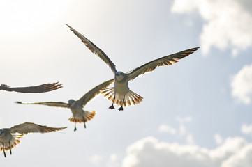 Fototapeta na wymiar A group of sea birds fly to the camera, close-up against the sky
