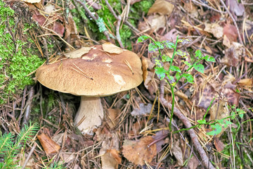 Mushroom boletus in the autumn forest Close-Up