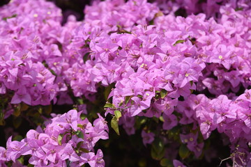 Pink bougainvillea flowers Beautiful, used as a ground image