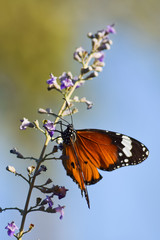 Butterfly On Pink Flower In Garden Animal Insect Red Orange  Moth Monarch Macro Photography outdoor