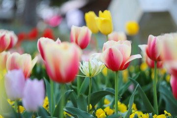 カラフルで可愛いチューリップが咲く公園