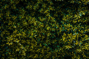 Dark yellow green leaves background
