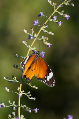 beautiful butterfly on flower nature green plant leaf close up insect animal