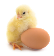 Fototapeta premium Chicken and egg.