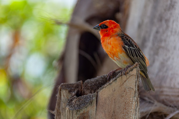 Bright Red Fody (Foudia madagascariensis) on a wooden stump on the blurred natural background