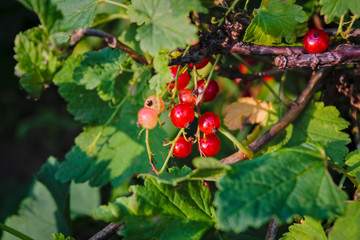 Red currant berries in the garden close-up
