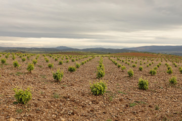 Fototapeta na wymiar Vineyard in spring with cloudy sky. Young vineyards in Spain