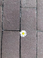 Daisy on ground 