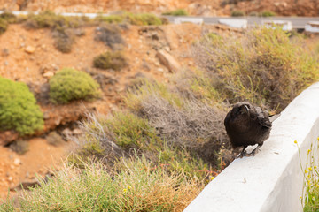 Common raven (Corvus corax) black crow