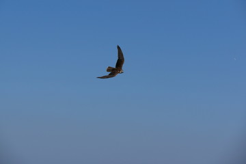 Falke im Flug