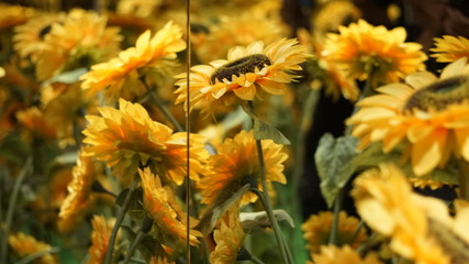 flower in the bucket 