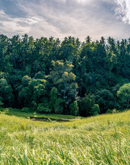 Fototapeta premium Scenic panorama of Ubud jungle