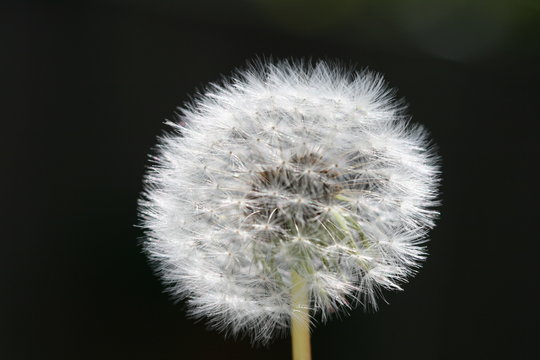 Blowball, Dandelion, close-up and black background