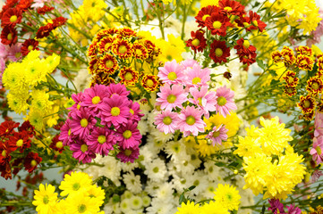 Bunch of bright colorful chrysanthemums on a blurred background