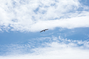 Alone seagull bird flying on cloudy blue sky.