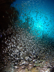 Naklejka na ściany i meble Underwater world. Komodo island, Indonesia.