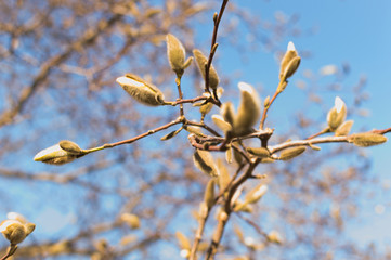 First sprint buds. Sunny warm day. Easter time.
