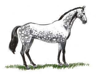 Obraz na płótnie Canvas Standing horse. Ink and watercolor illustration
