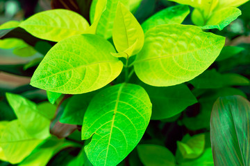 Close up of home plant leaves background