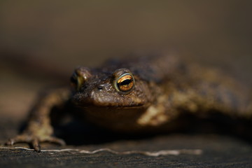 the gloomy toad looks out for production