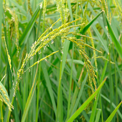 Spike nearing harvest