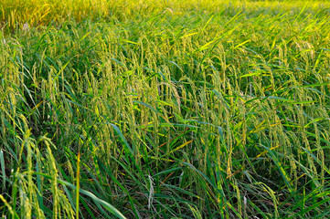 Spike nearing harvest