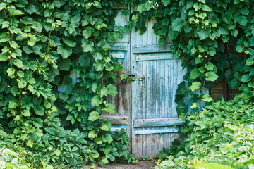 An old wooden door in the subterranean, covered with ivy and wild grapes