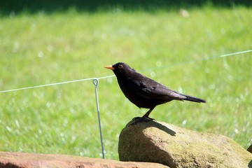 Die Amsel im Garten