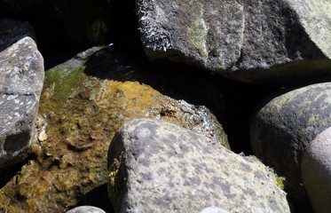 Biene an einer Wasserstelle