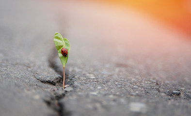plant grows in a crack on solid ground and makes its way up in the sunlight with a ladybird. The concept is life, the power of aspiration