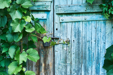 An old wooden door in the subterranean, covered with ivy and wild grapes