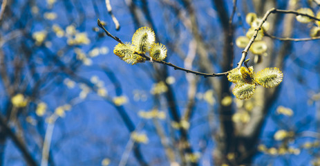 full willow in spring park