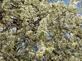 Cerisier aigre ou griottier en fleurs (Prunus cesarus)  