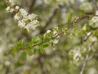 Rameau du cerisier aigre (Prunus cesarus) garni de petits bouquets de fleurs blanches