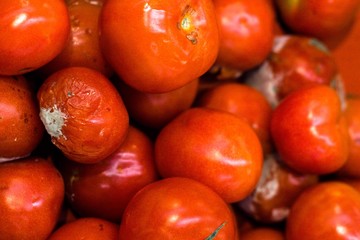 Many red tomatoes are covered with mold and rot. These are consequences of not properly storing food and vegetables.
