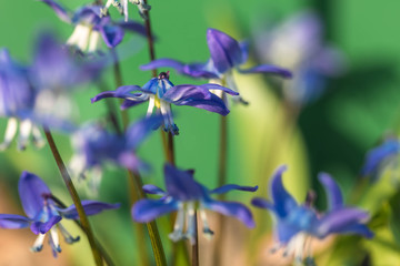 Flower of squill (bluebell) in the nature. Close up, macro. The background is indistinct 