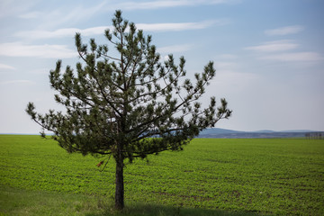 Landscape of tree in agriculture field.