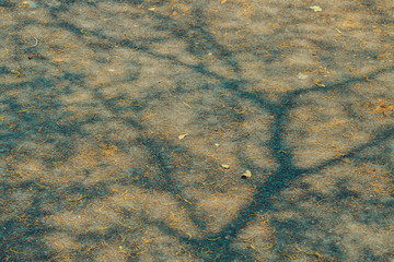 The shadow of the tree branches that ืno leaves in the summer of Thailand on the road floor at the parking car.