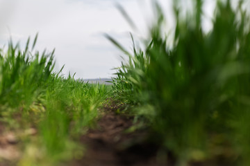Close-up of green grass.